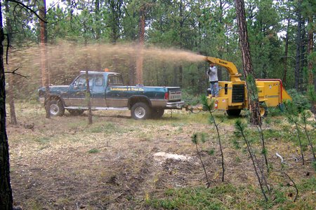 Tree Care & Tree Removal in Monument, Castle Rock, Colorado Springs