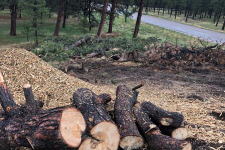 Cutting down trees for a new road in Black Forest, Colorado